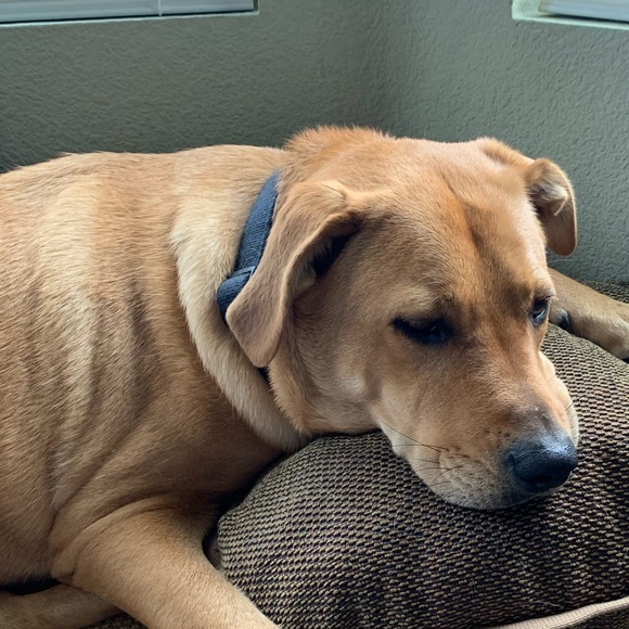 Meet your Posher, Angela - Picture 1 of 1